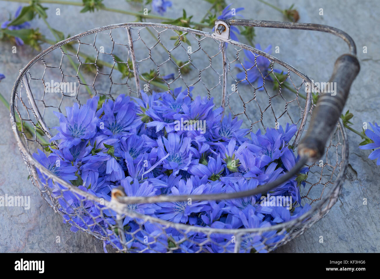 Wegwarte, Ernte, Kräuterernte in einem Korb, Gemeine Wegwarte, gewerbliche Wegwarte, Zichorie, Cichorium intybus, Chicory, Gemeine Chicorée Stockfoto