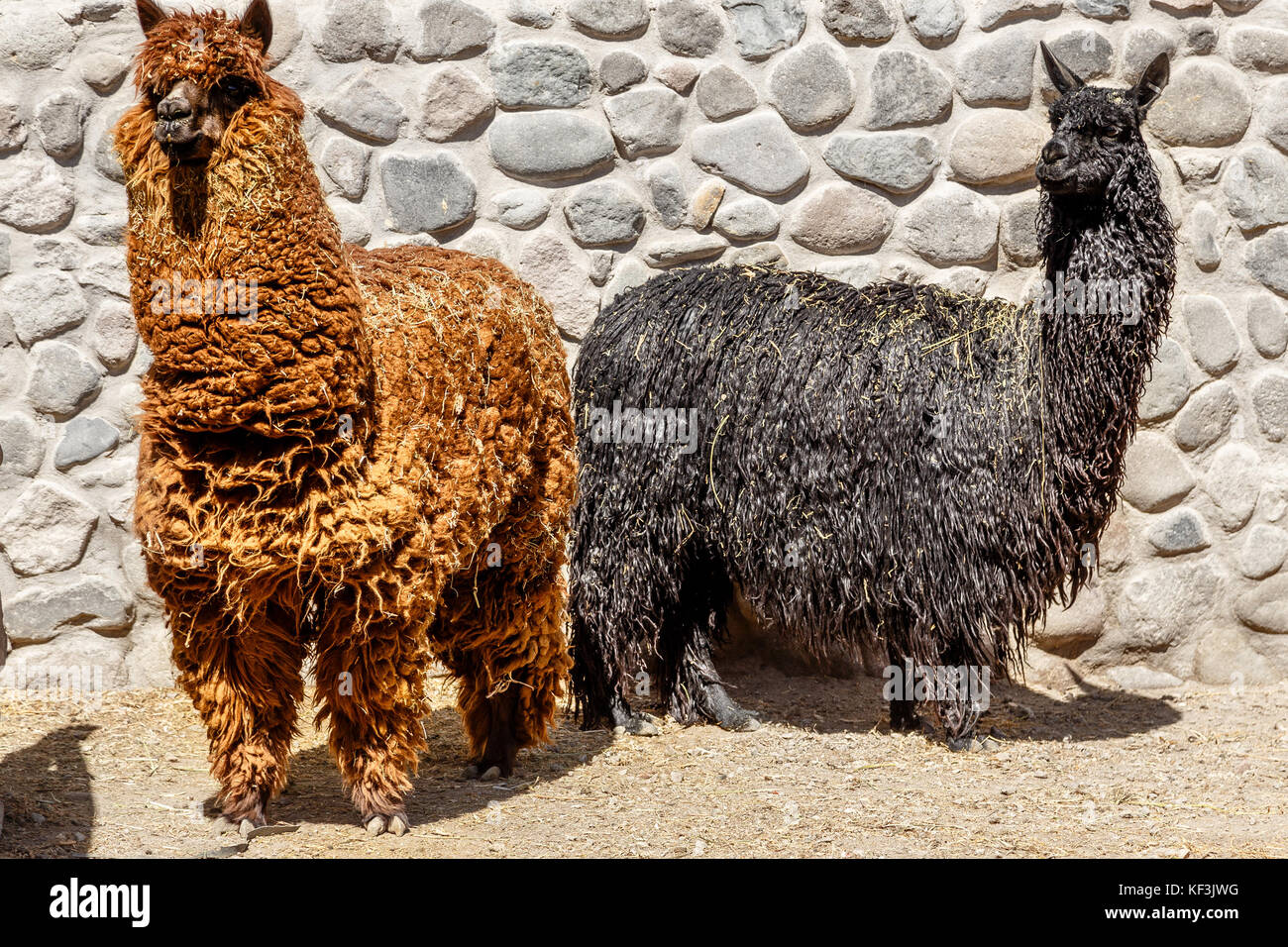 Rot und Schwarz aus Alpaka, Lama stehen zusammen, Arequipa, Peru Stockfoto Rot und Schwarz aus Alpaka, Lama stehen zusammen, Arequipa, Peru Stockfoto