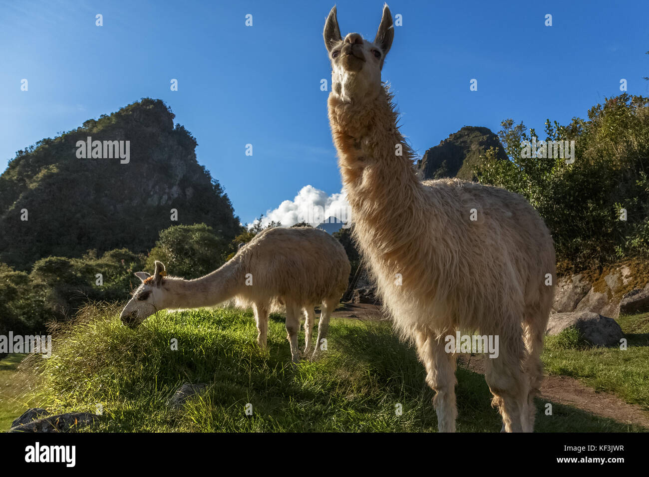 Lamas essen Gras auf der Wiese mit Wayna Picchu Berg im Hintergrund, Machu pikchu, Cusco Region, Peru Stockfoto