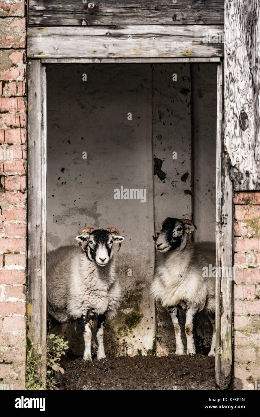 Schafe Zuflucht in einem alten Ziegel in der Grafschaft Durham, England, UK vergossen Stockfoto