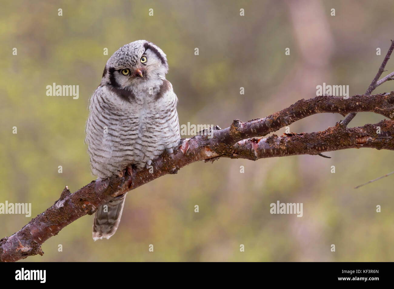 Northern Hawk-Owl (Surnia Ulula), thront auf einem Zweig Stockfoto