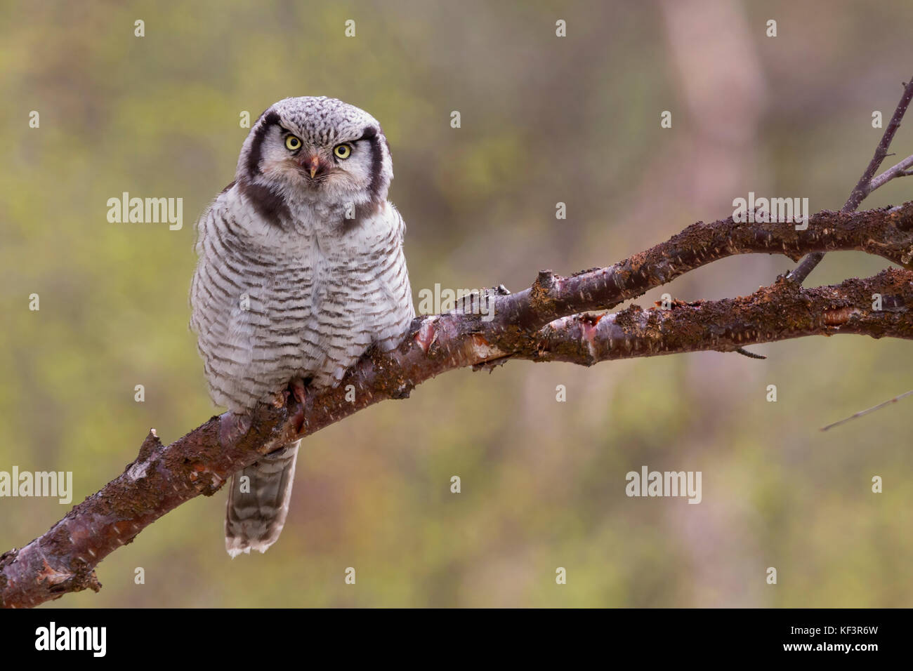 Northern Hawk-Owl (Surnia Ulula), thront auf einem Zweig Stockfoto