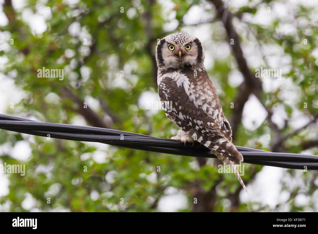 Northern Hawk-Owl (Surnia Ulula), thront auf einem Draht Stockfoto