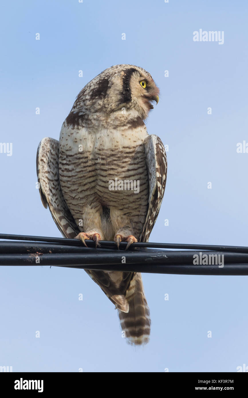 Northern Hawk-Owl (Surnia Ulula), thront auf einem Draht Stockfoto