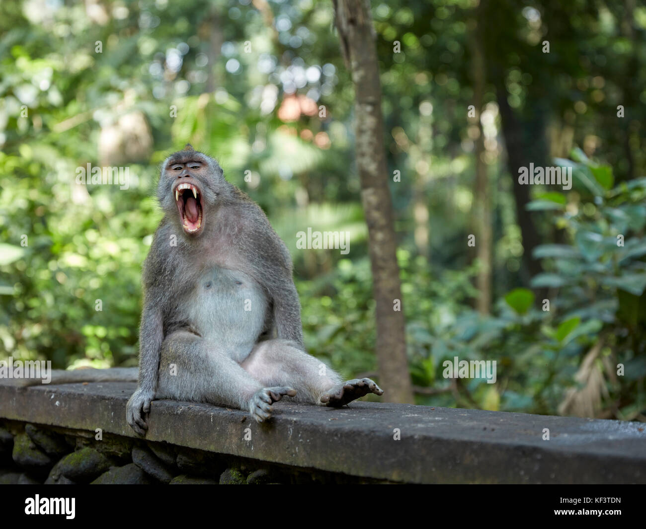 Langschwänziger Makaque (Macaca fascicularis) im Heiligsten Affenwaldreservat. Ubud, Bali, Indonesien. Stockfoto