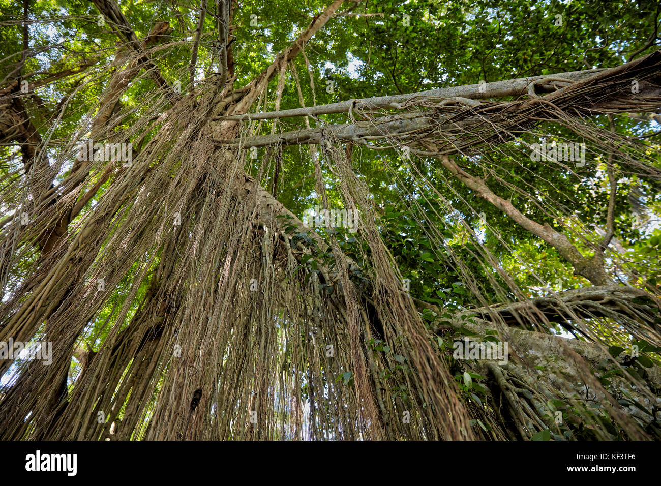 Lange Luftwurzeln, die von einem großen Banyan-Baum herabhängen. Sacred Monkey Forest Sanctuary, Ubud, Bali, Indonesien. Stockfoto