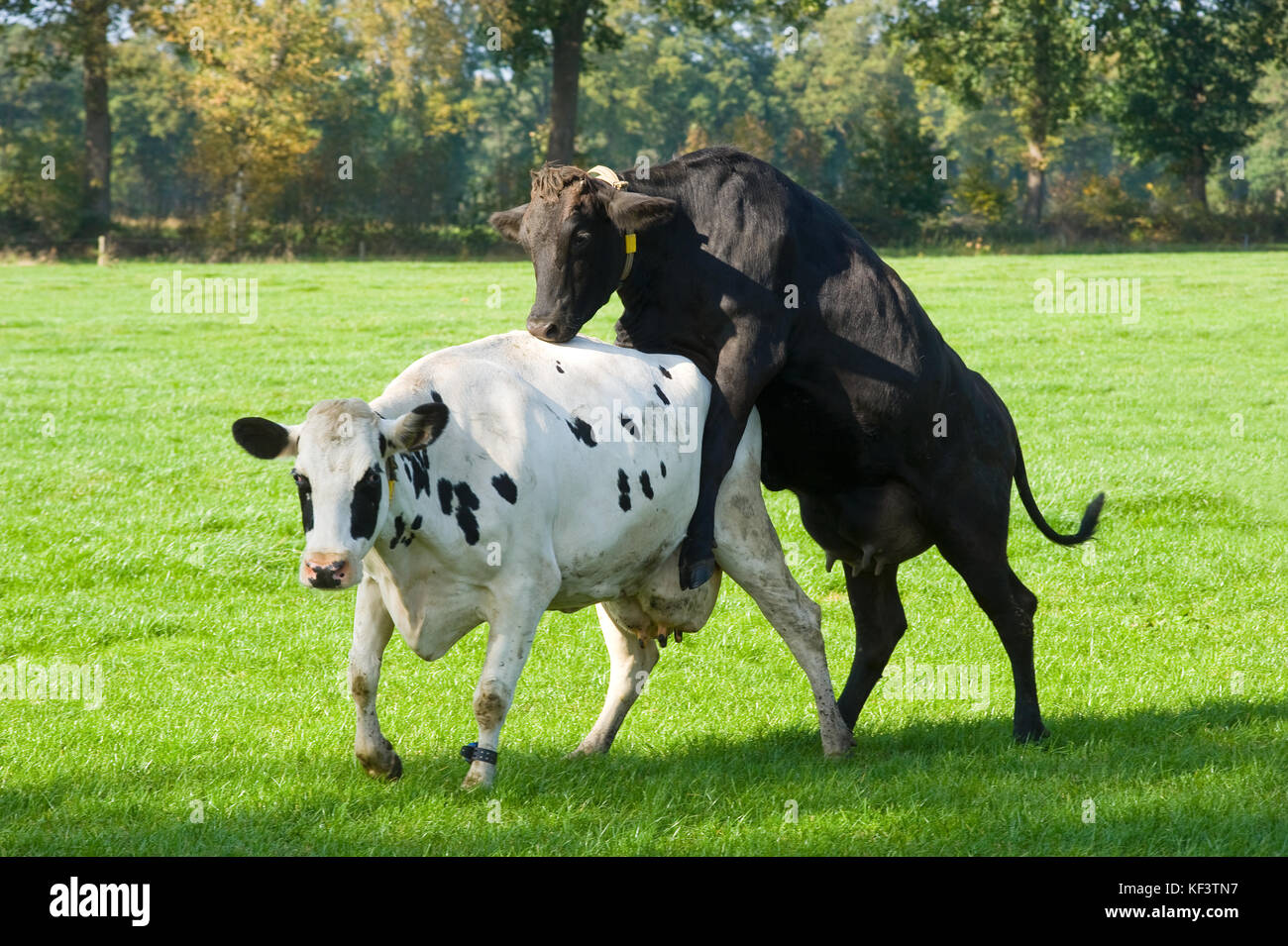 Niederländische Kuh zu einem anderen springen Stockfoto