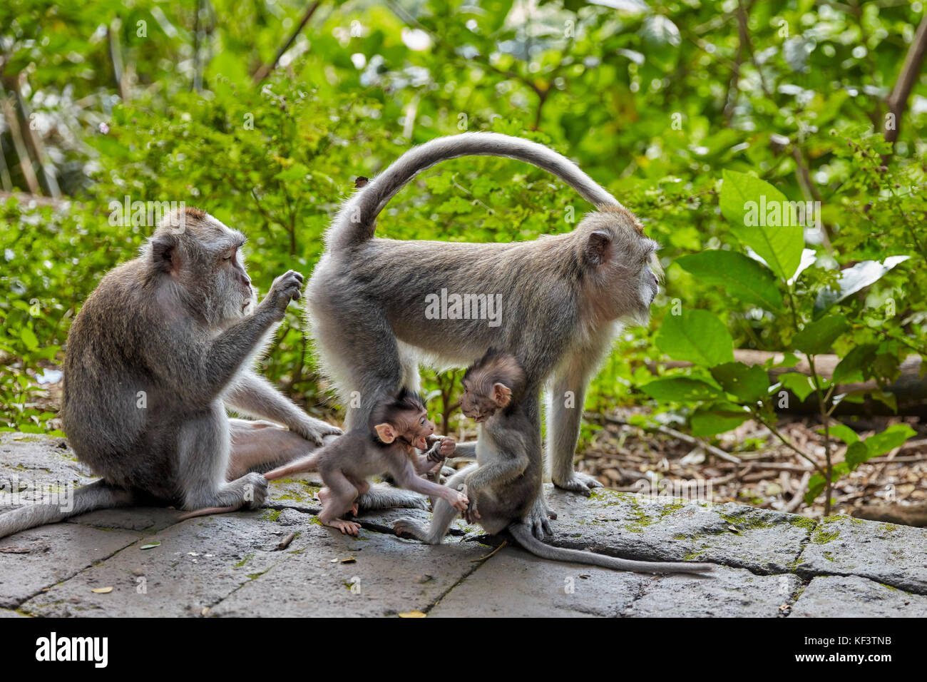 Langschwänzige Makaken (Macaca fascicularis) im Schutzgebiet des heiligen Affen Waldes. Ubud, Bali, Indonesien. Stockfoto