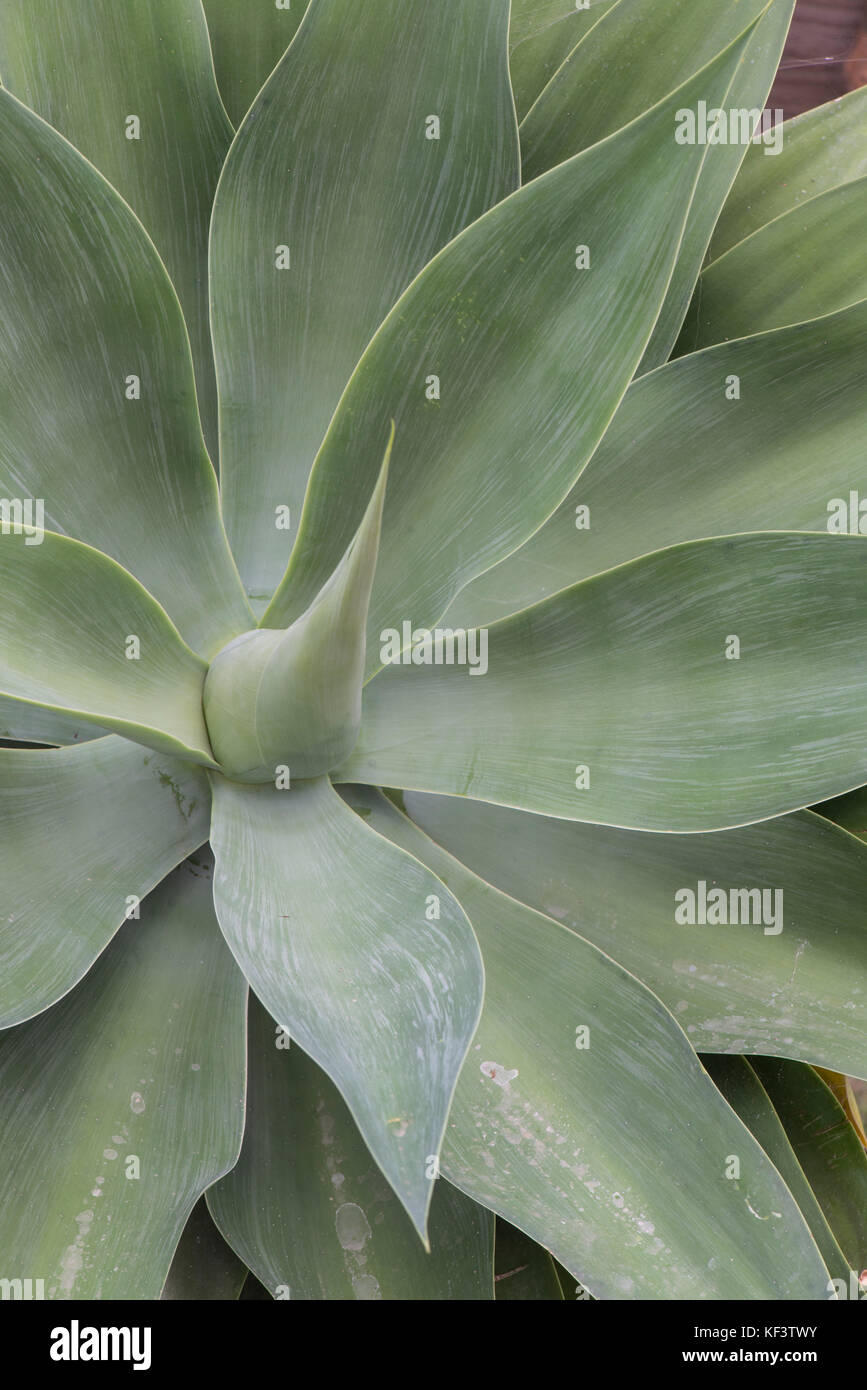 Foxtail Agave: agave Attenuata. Stockfoto