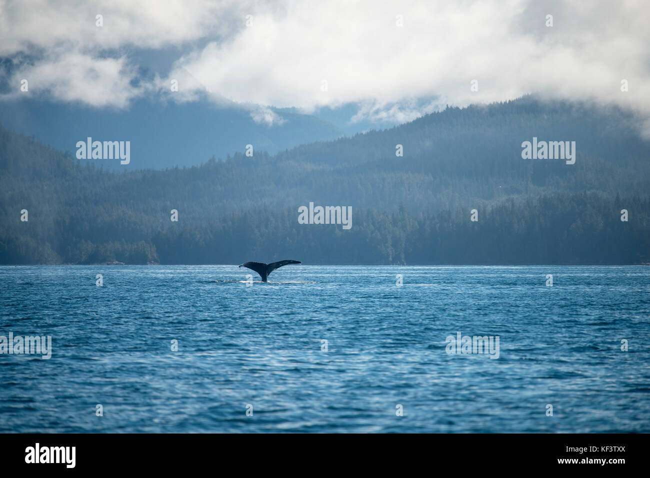 Buckelwale (Megaptera novaeangliae). British Columbia, Kanada. Referenzwert. Stockfoto