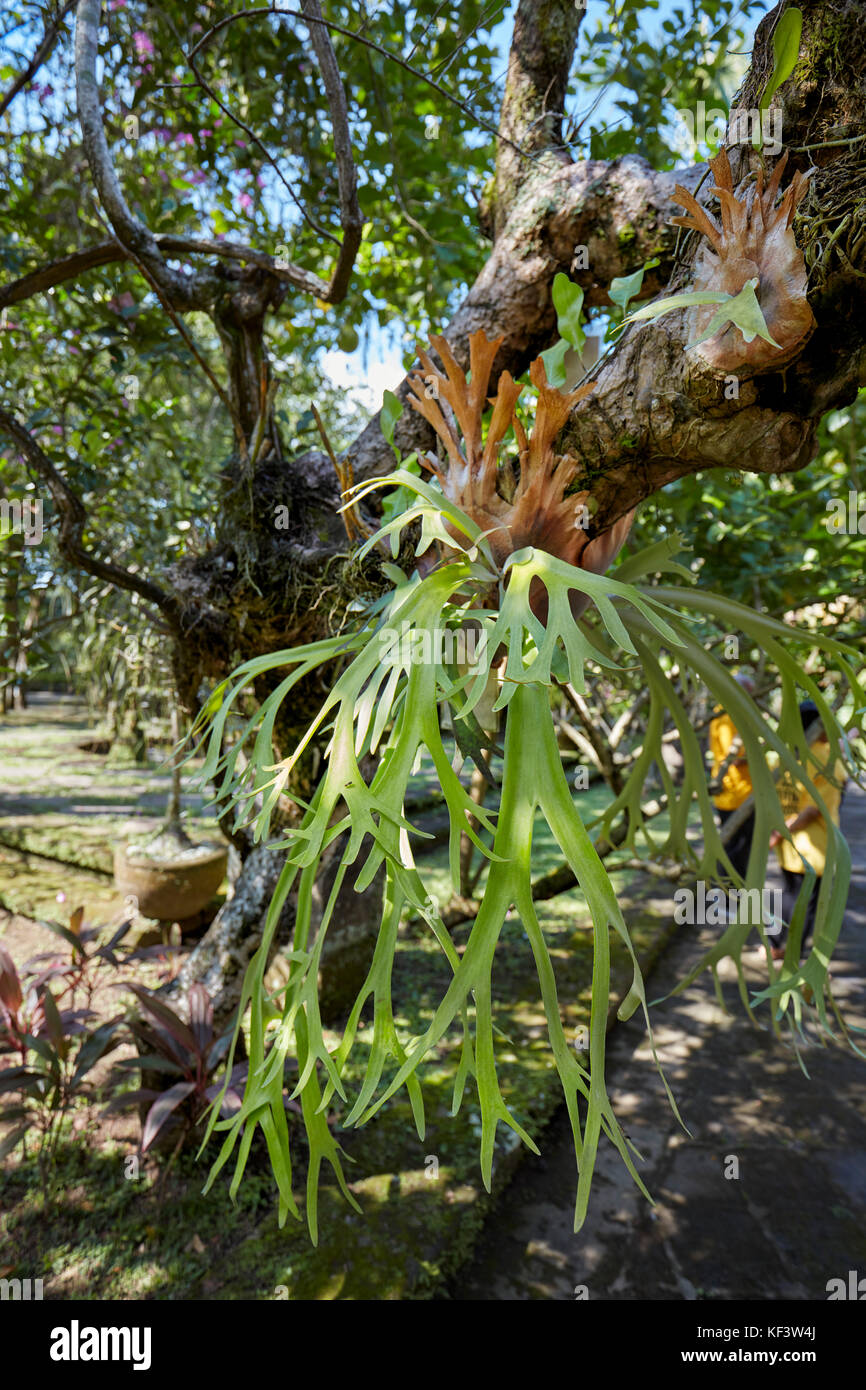 Derrys Dendrobium (Dendrobium derryi)Orchidee wächst auf einem