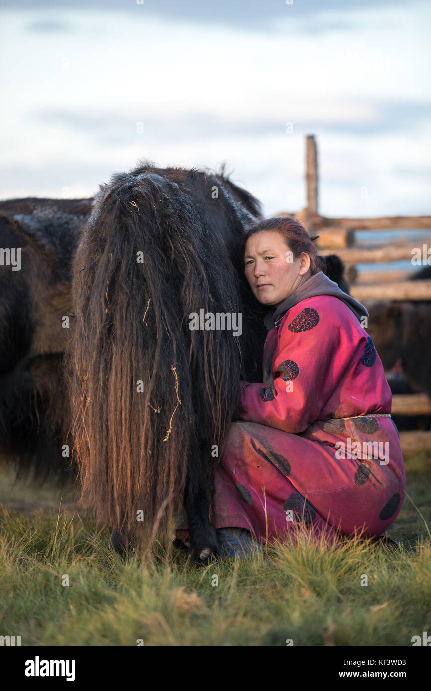 Im mittleren Alter Mongolin melken eine schwarze und weiße Yak im Norden der Mongolei. khuvsgol, Mongolei. Stockfoto