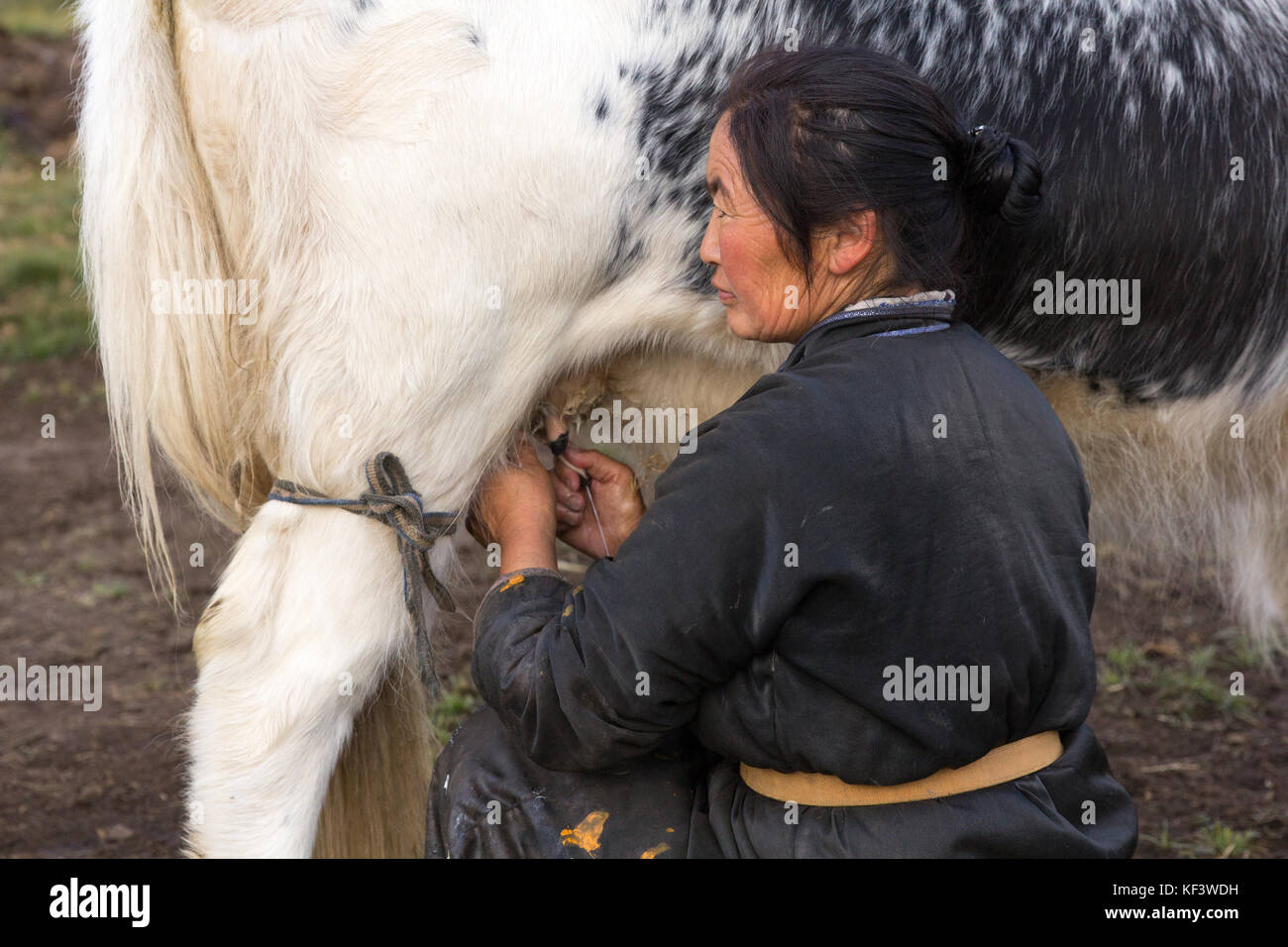 Im mittleren Alter Mongolin melken eine schwarze und weiße Yak im Norden der Mongolei. khuvsgol, Mongolei. Stockfoto