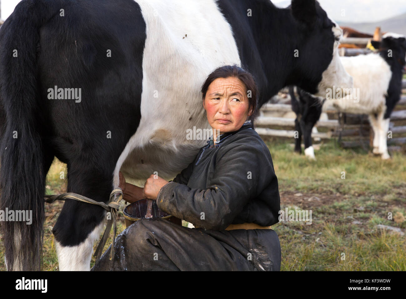 Im mittleren Alter Mongolin melken eine schwarze und weiße Yak im Norden der Mongolei. khuvsgol, Mongolei. Stockfoto