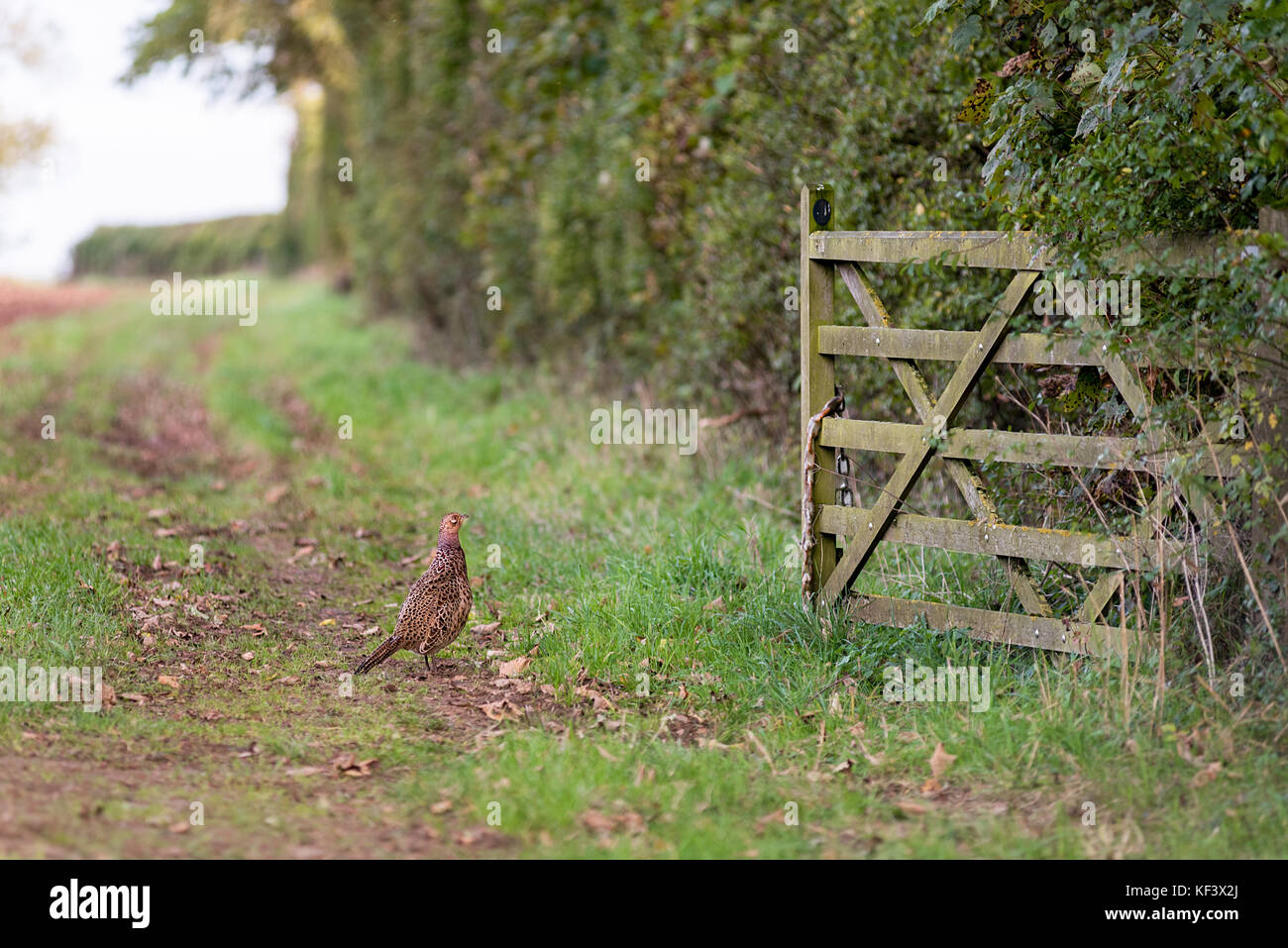 Eine weibliche Fasan auf einem Feldweg bis zu einer hölzernen Tor und Herbst hedge Zeile suchen. Stockfoto