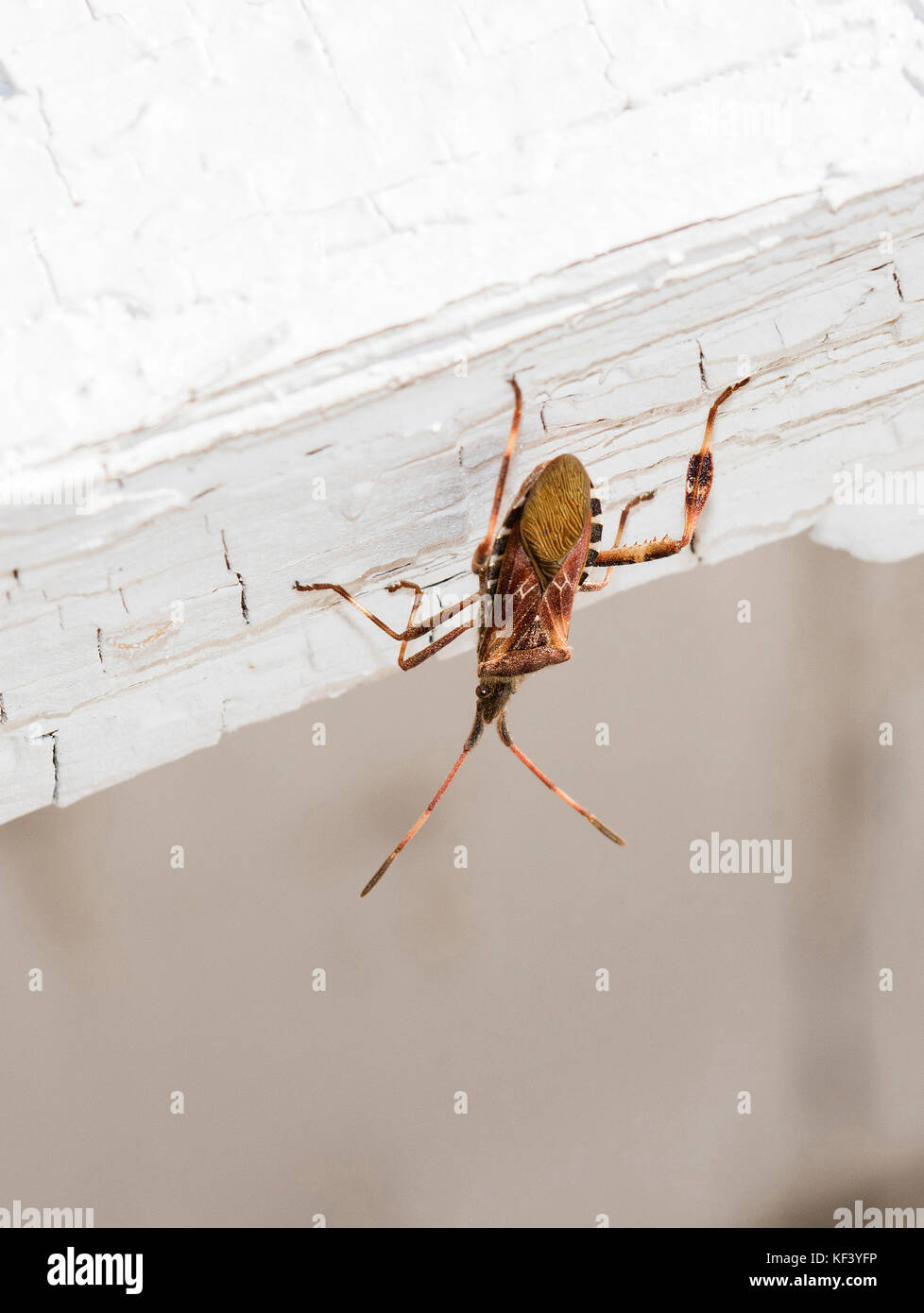 Makro der westlichen Nadelbaum Same Bug (Leptoglossus occidentalis) auf ein altes weißes Gebäude. Stockfoto