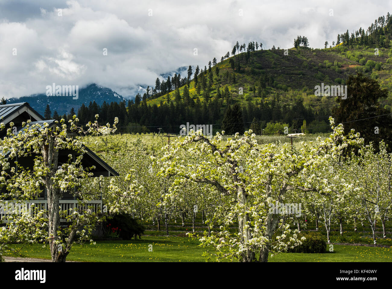Wolken über Apple Orchard - Frühling bringt weiße Blüten zu Apfelplantagen im wenatchee River Valley, flussabwärts von Leavenworth. Stockfoto