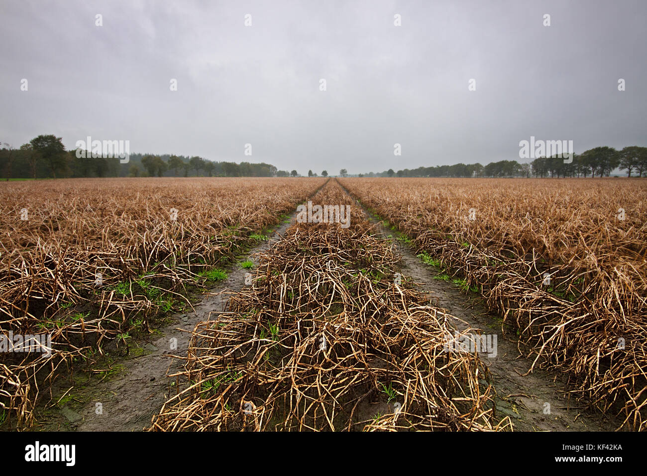 Verwelkte Kartoffelpflanzen auf ein schlammiges Feld im Herbst Stockfoto