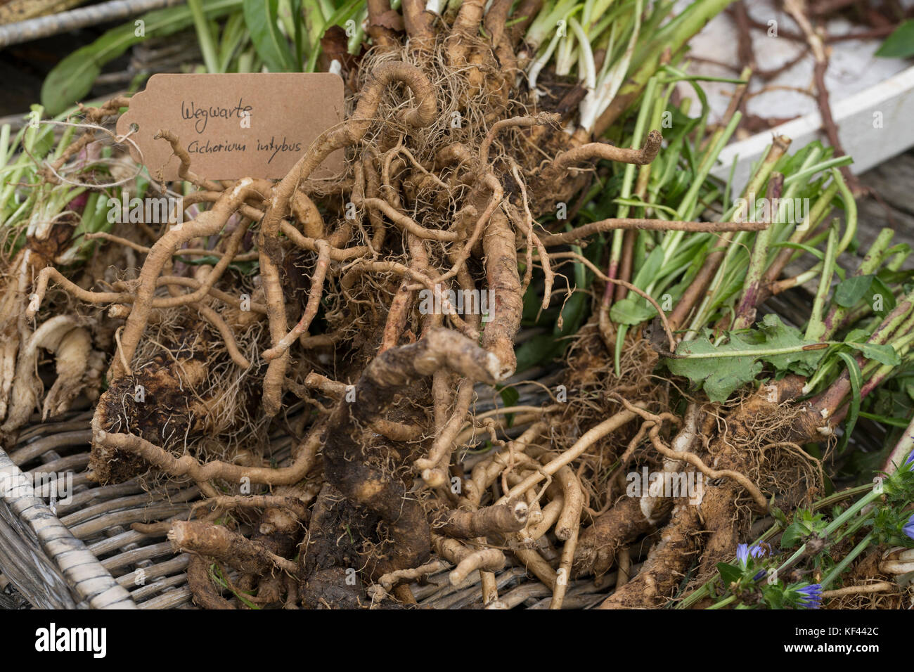 Wegwarte-Wurzel, Wegwarten-Wurzel, Wurzel, Wurzeln, Wurzelerte, Wurzeln von Wegwarte. Gemeine Wegwarte, gewerbliche Wegwarte, Zichorie, Cichorium int Stockfoto