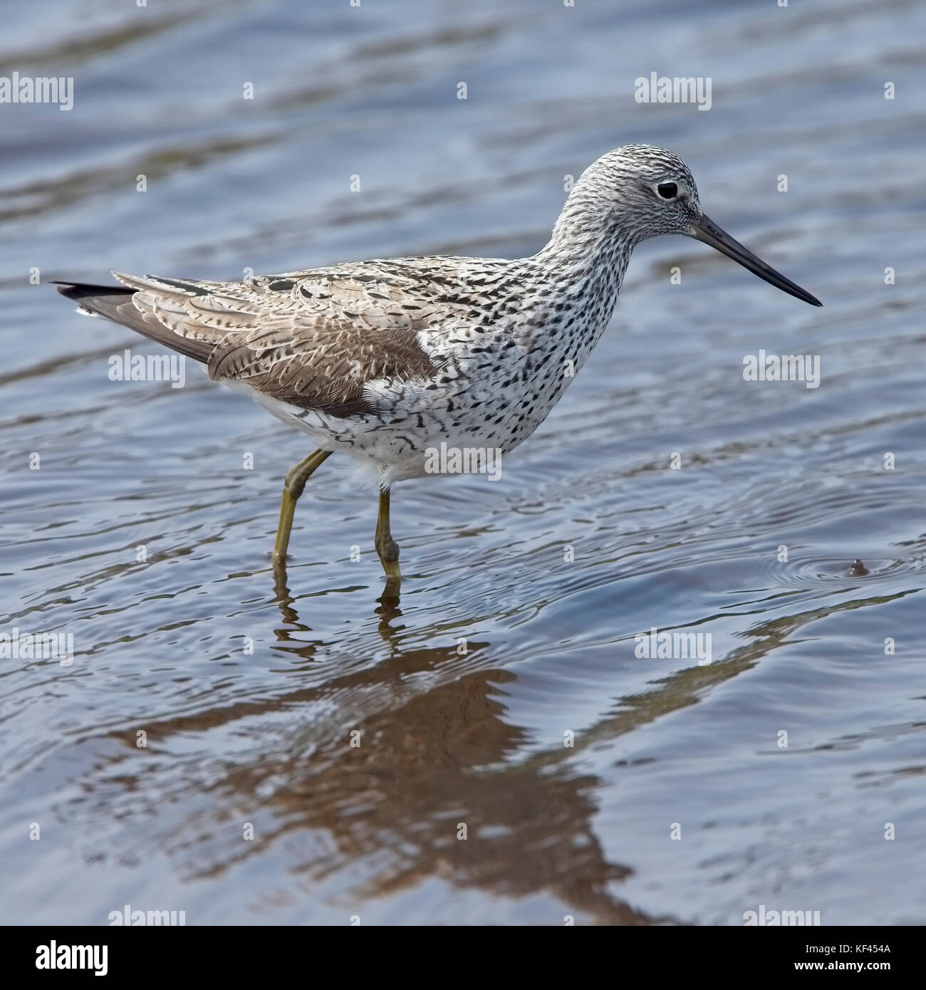 Gemeinsame greenshank (tringa nebularia), Erwachsener, untere Mauren, die St Mary Scilly-Inseln, Großbritannien. Stockfoto