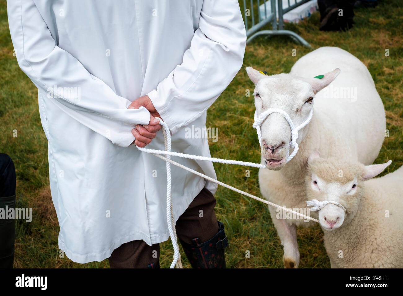 Bauer mit Schafen Mutterschaf und Lamm am Halfter für die Show fertig ring North Somerset Landwirtschaft zeigen Stockfoto