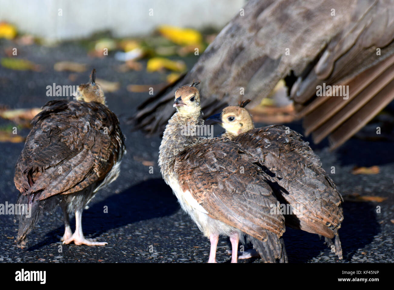 Indische Pfau (Pavo cristatus) Vögel Küken Stockfoto