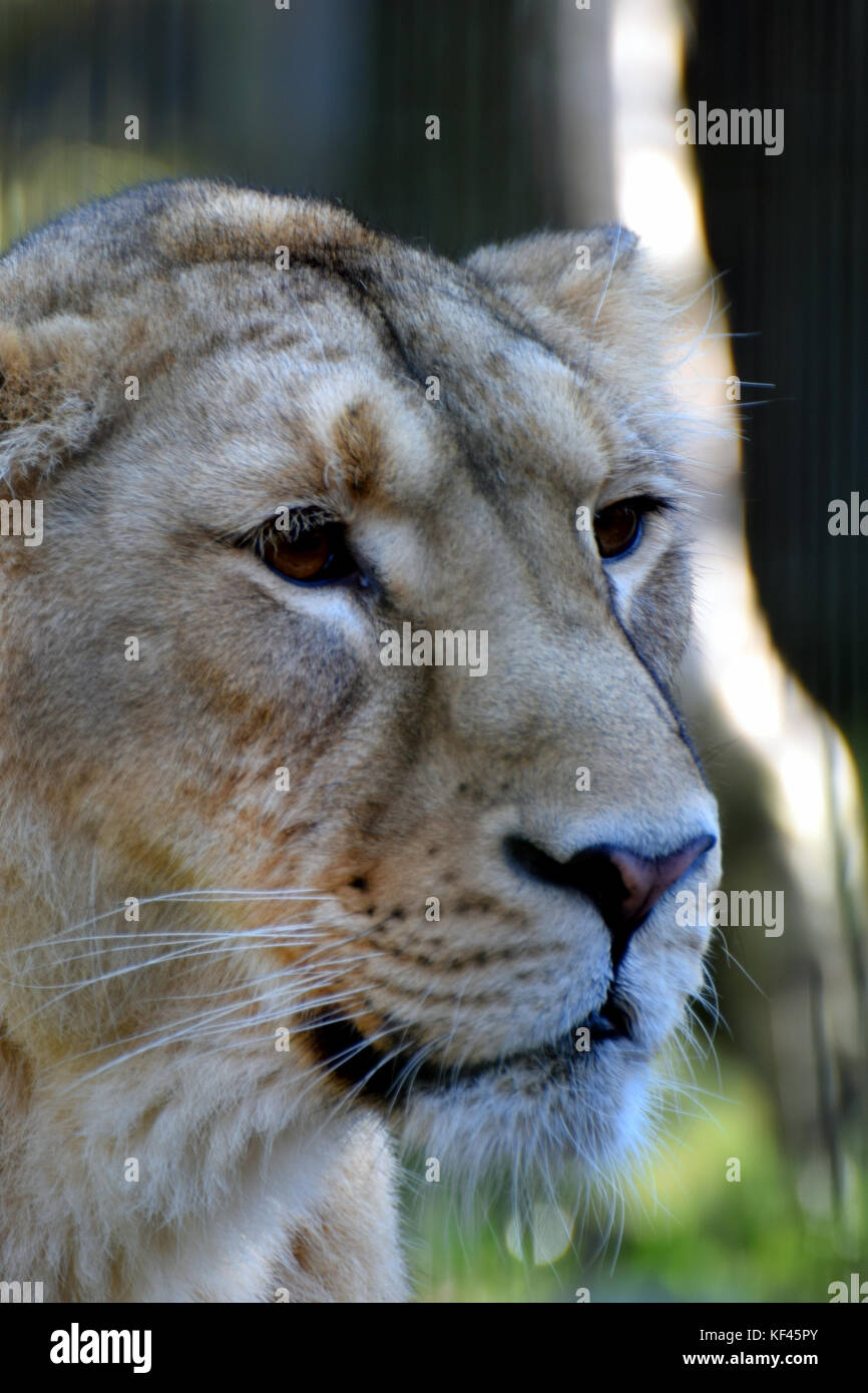 Nahaufnahme der weiblichen asiatischer Löwe (Panthera leo persica) Kopf, auch als die indischen Löwen und persischen Lion bekannt. Stockfoto