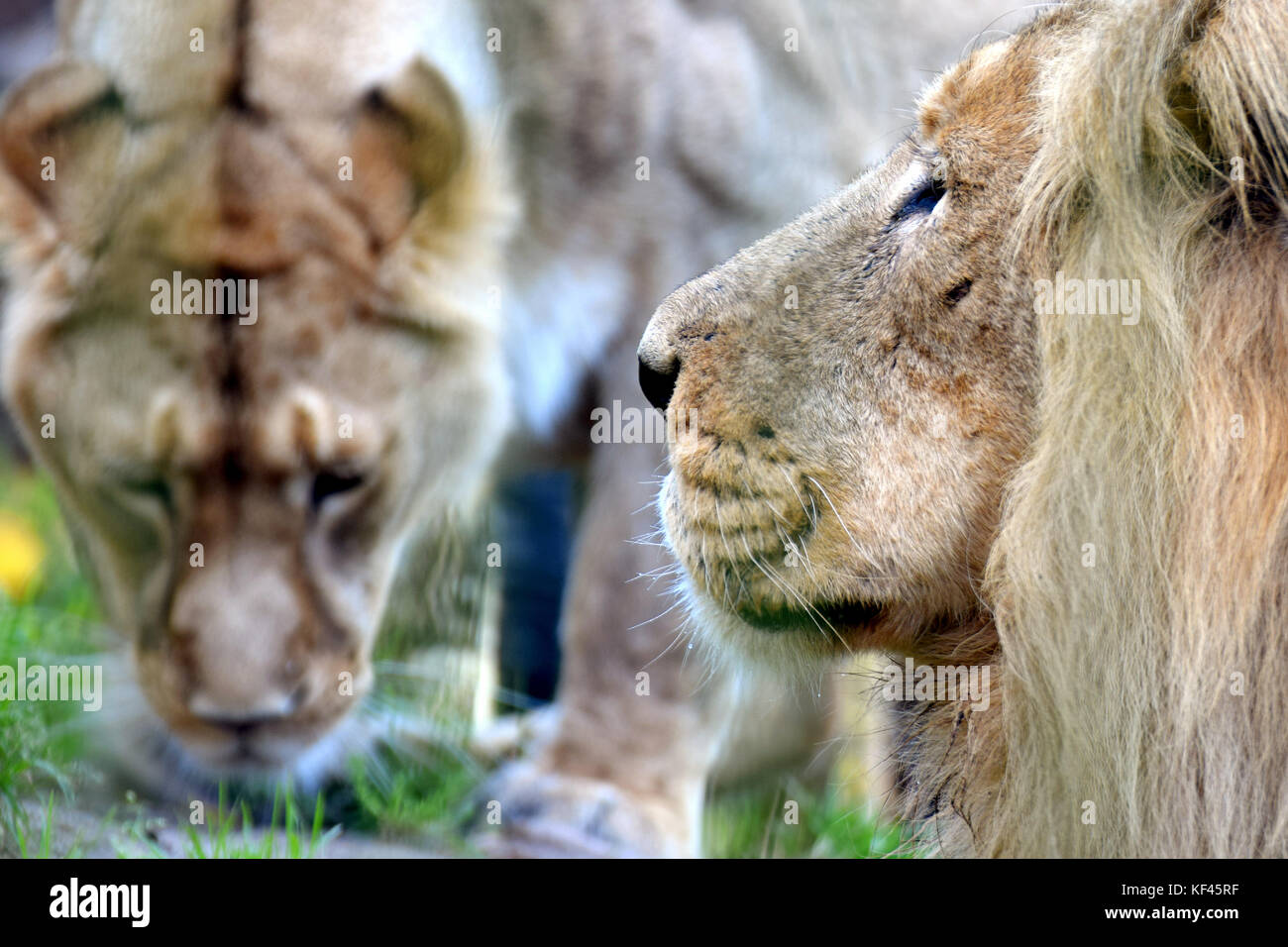 Asiatische Löwen (Panthera leo persica) Paar, auch als die indischen Löwen und persischen Lion bekannt. Männliche im Vordergrund, Weibchen auf Hintergrund. Stockfoto