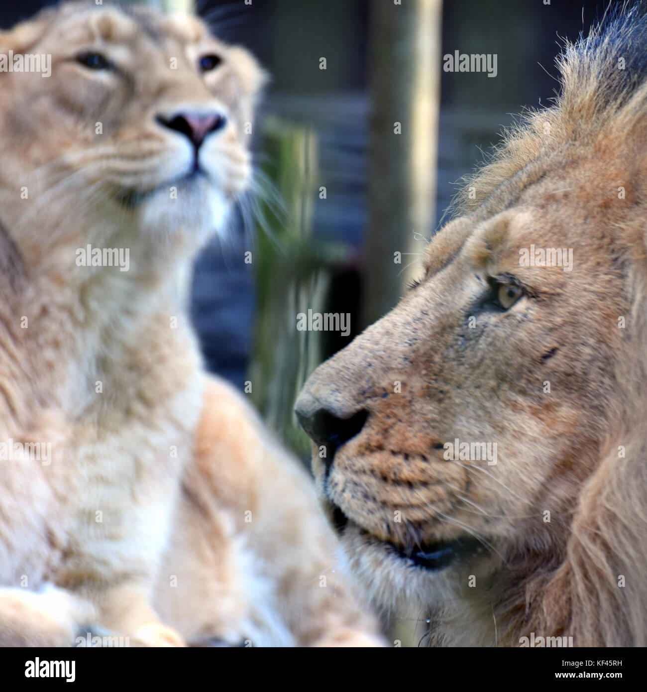 Löwe, Löwin. asiatische Löwen Porträt. Männliche im Vordergrund Seitenansicht und Frau auf Hintergrund. Stockfoto