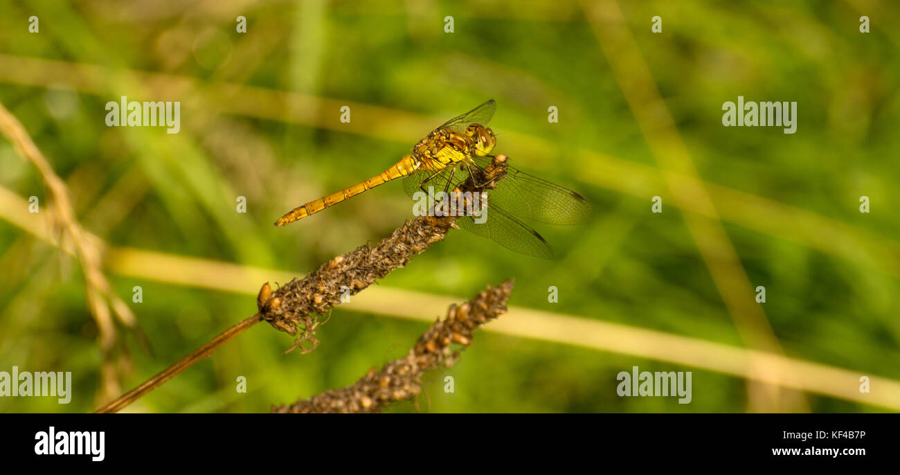 Ruddy Darter Dragonfly Weiblich Stockfoto