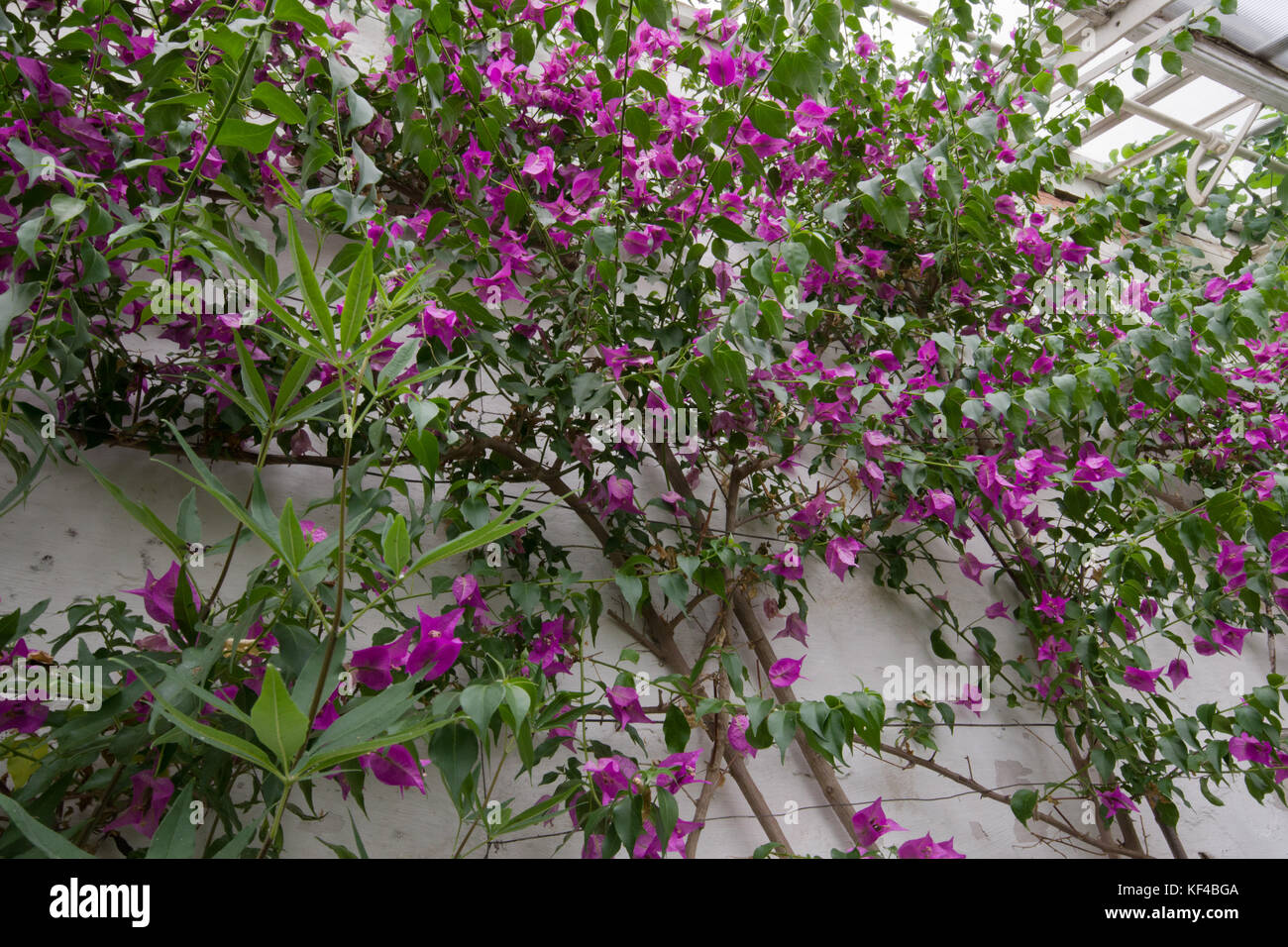 Bougainvillea glabra Stockfoto