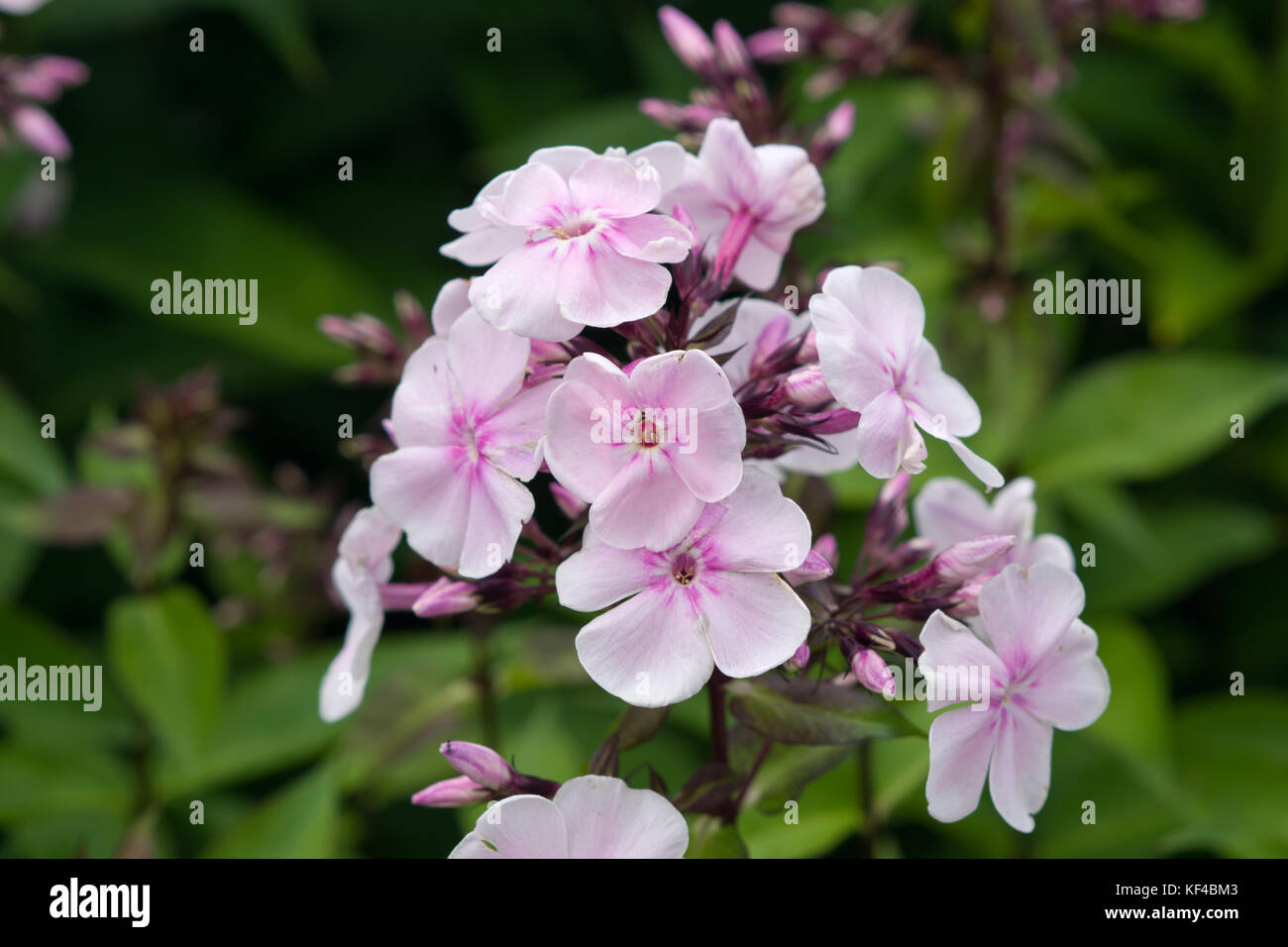 Phlox paniculata "Monica Lynden-Bell Stockfoto