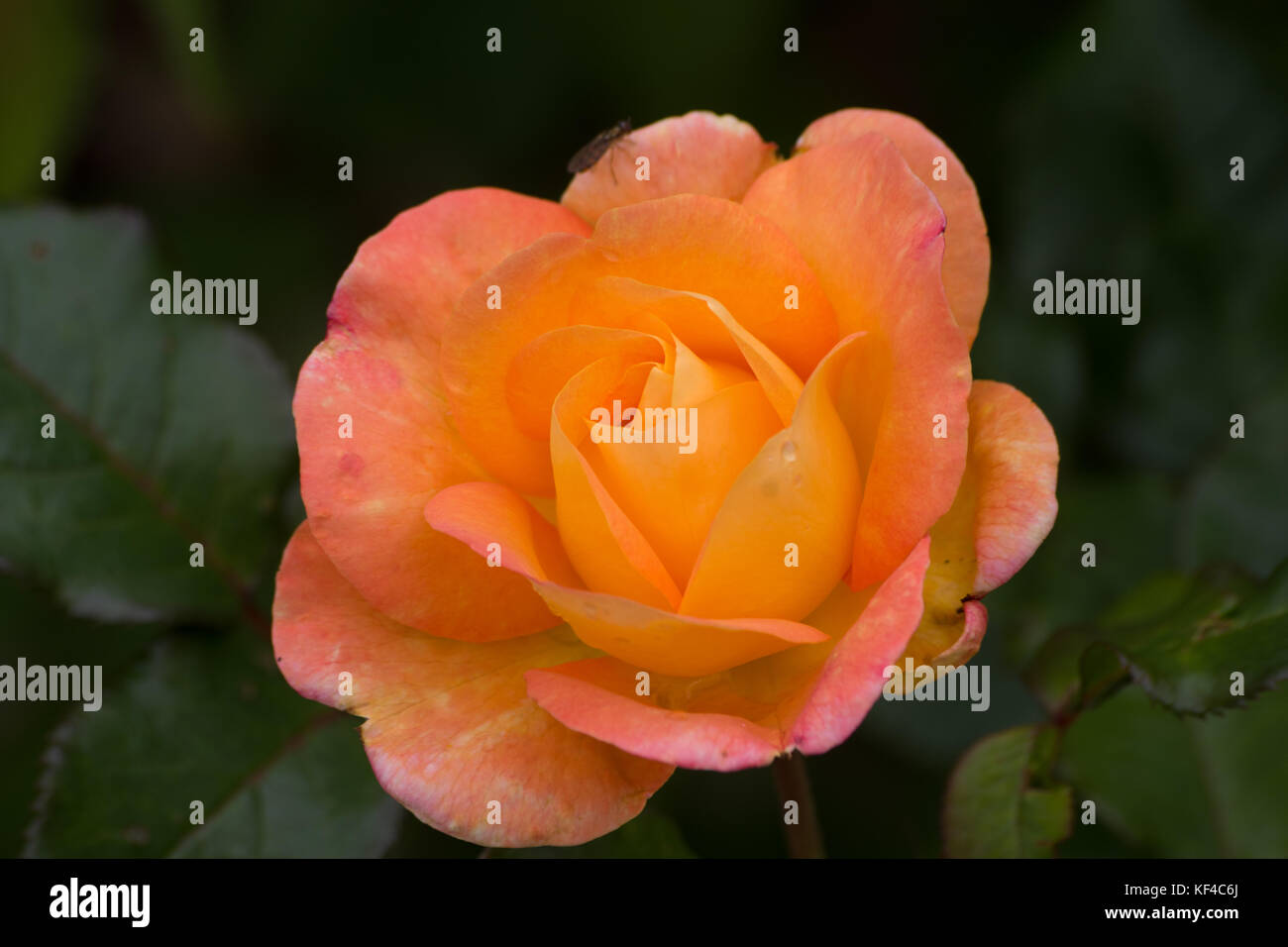 Rose-Southampton Stockfoto