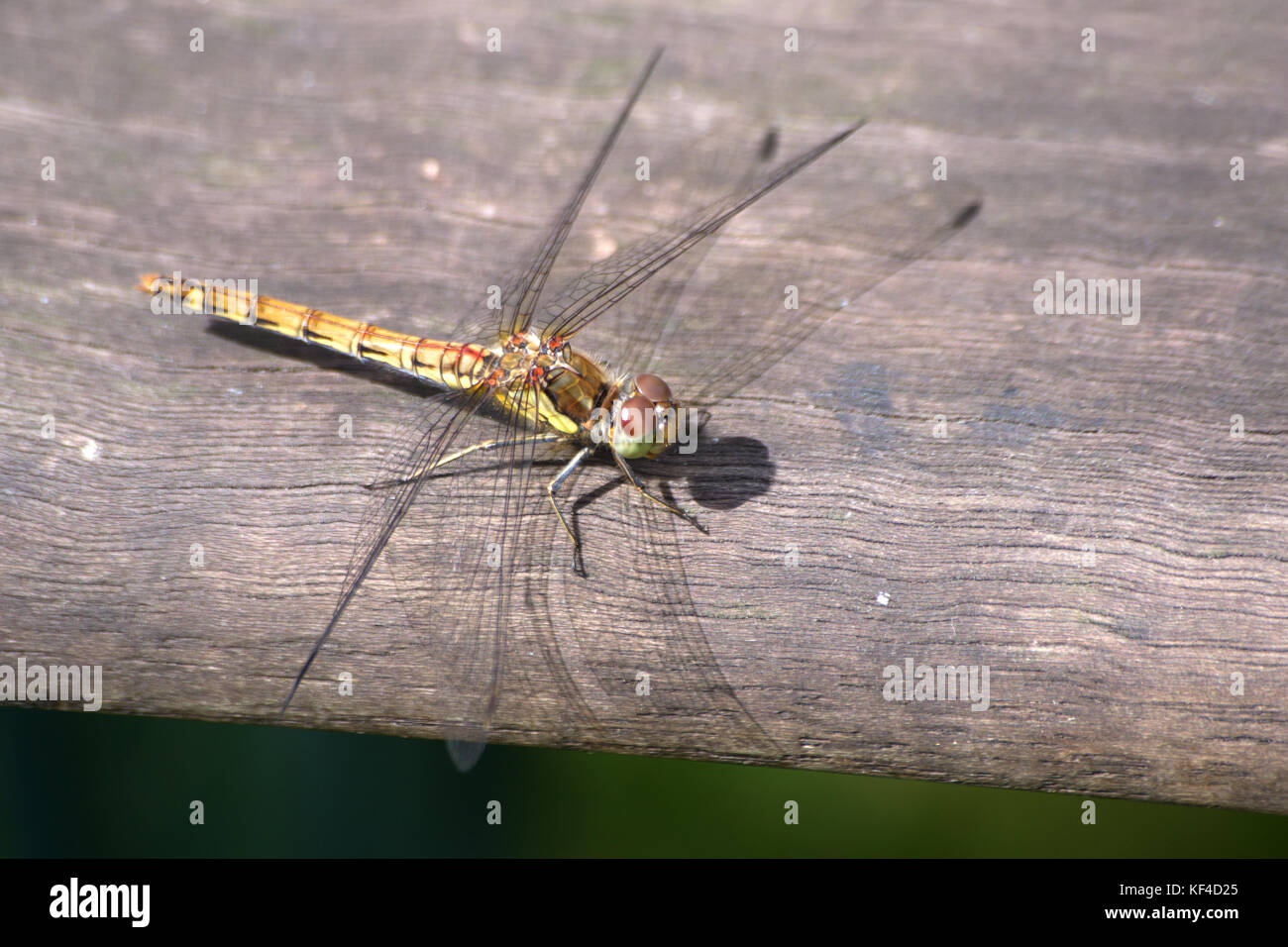 Gemeinsame Darter Dragonfly Weiblich Stockfoto