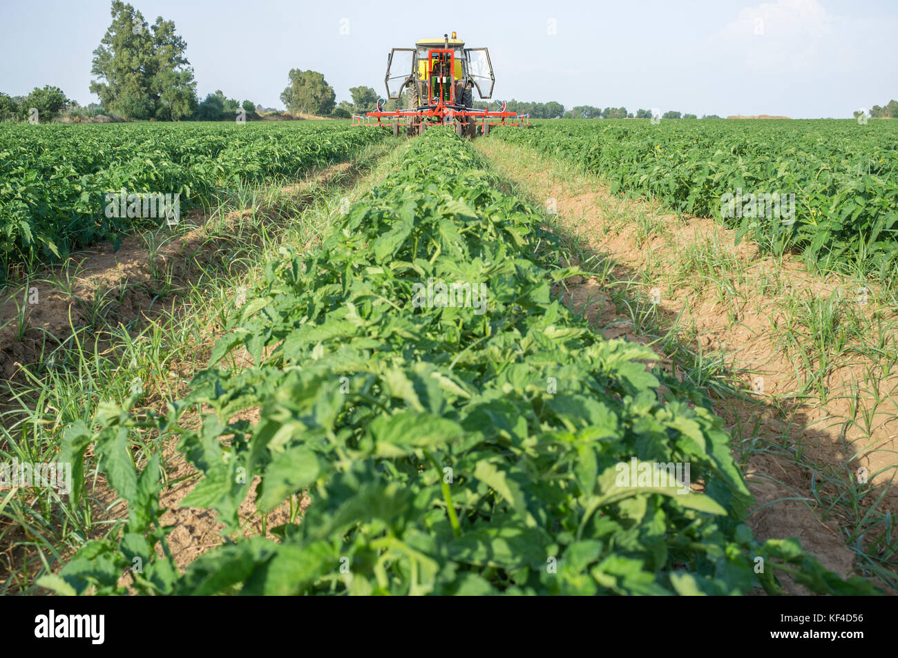 Traktor spritzen Schädlingsbekämpfungsmittel über jungen Tomatenpflanzen. Extremadura, Spanien Stockfoto