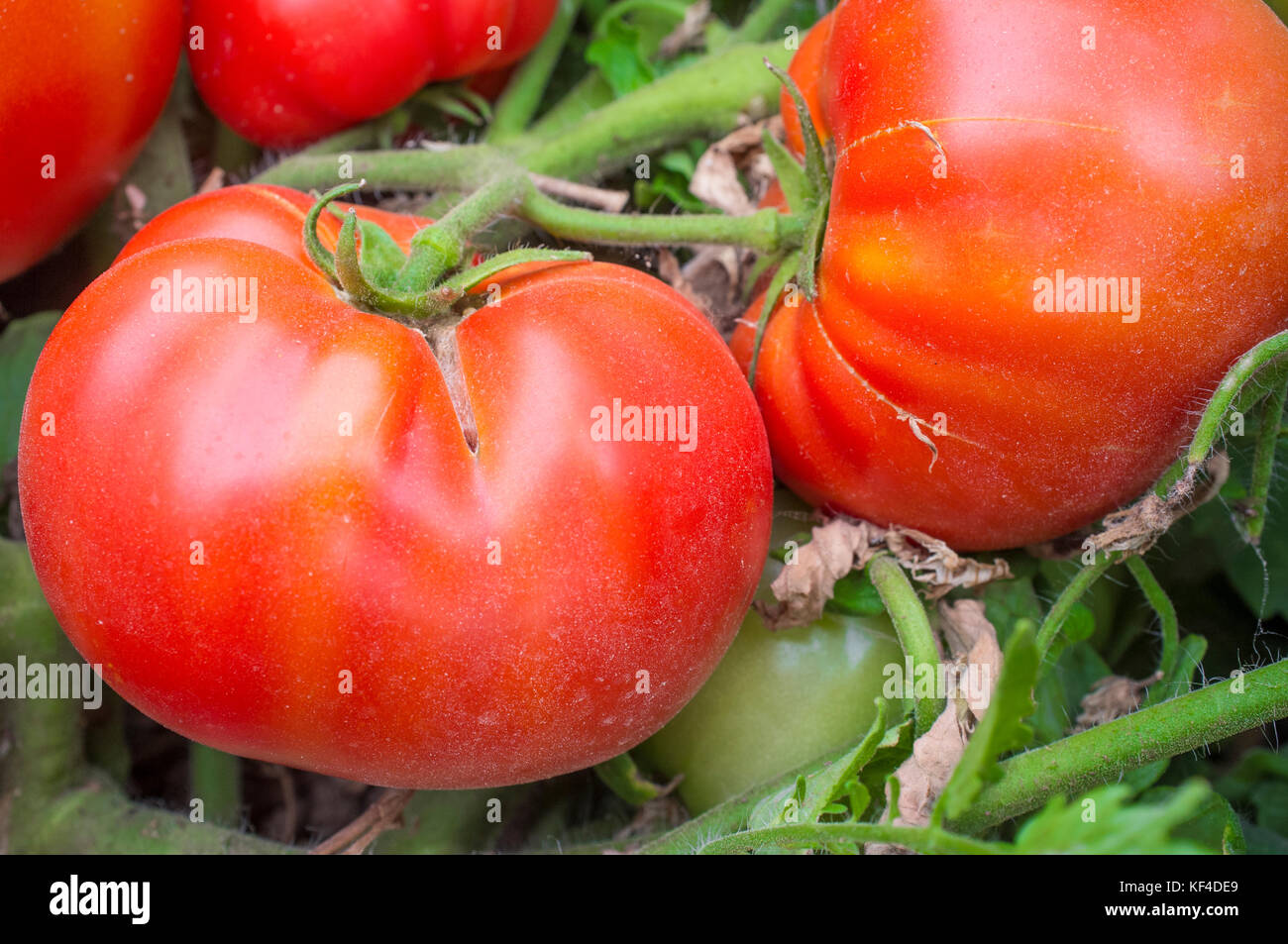 Rote Tomaten auf der Pflanze auf der lokalen Farm. Nachhaltige landwirtschaftliche Produktion Stockfoto