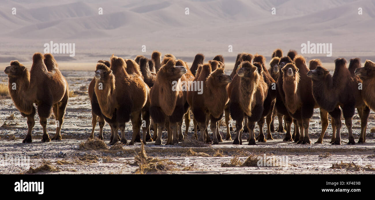 Kamele in der altyn Berge, sinkiang, China Stockfoto
