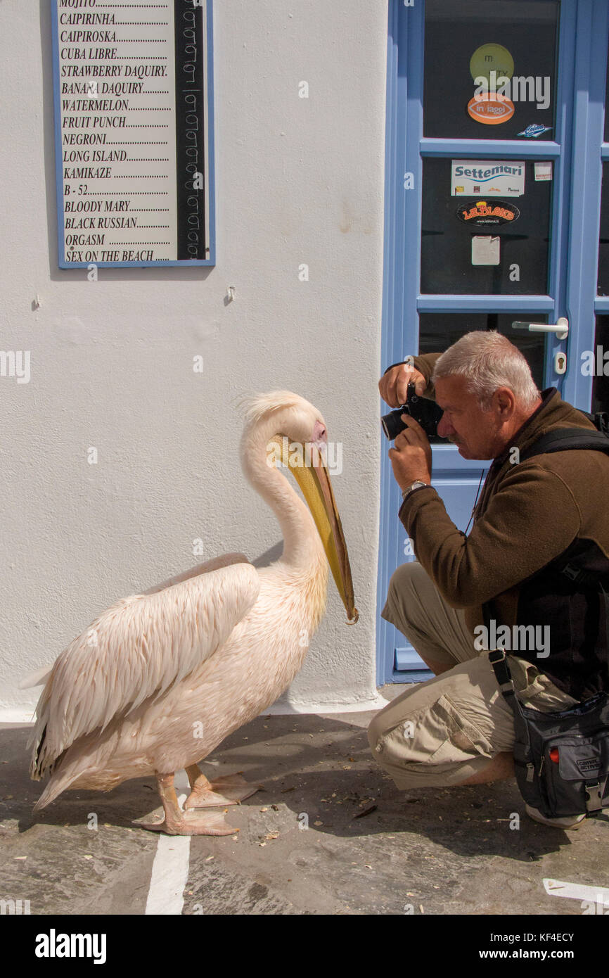 Touristen fotografieren ein Pelikan im Mykonos-Stadt, Mykonos, Kykladen, Ägäis, Griechenland Stockfoto