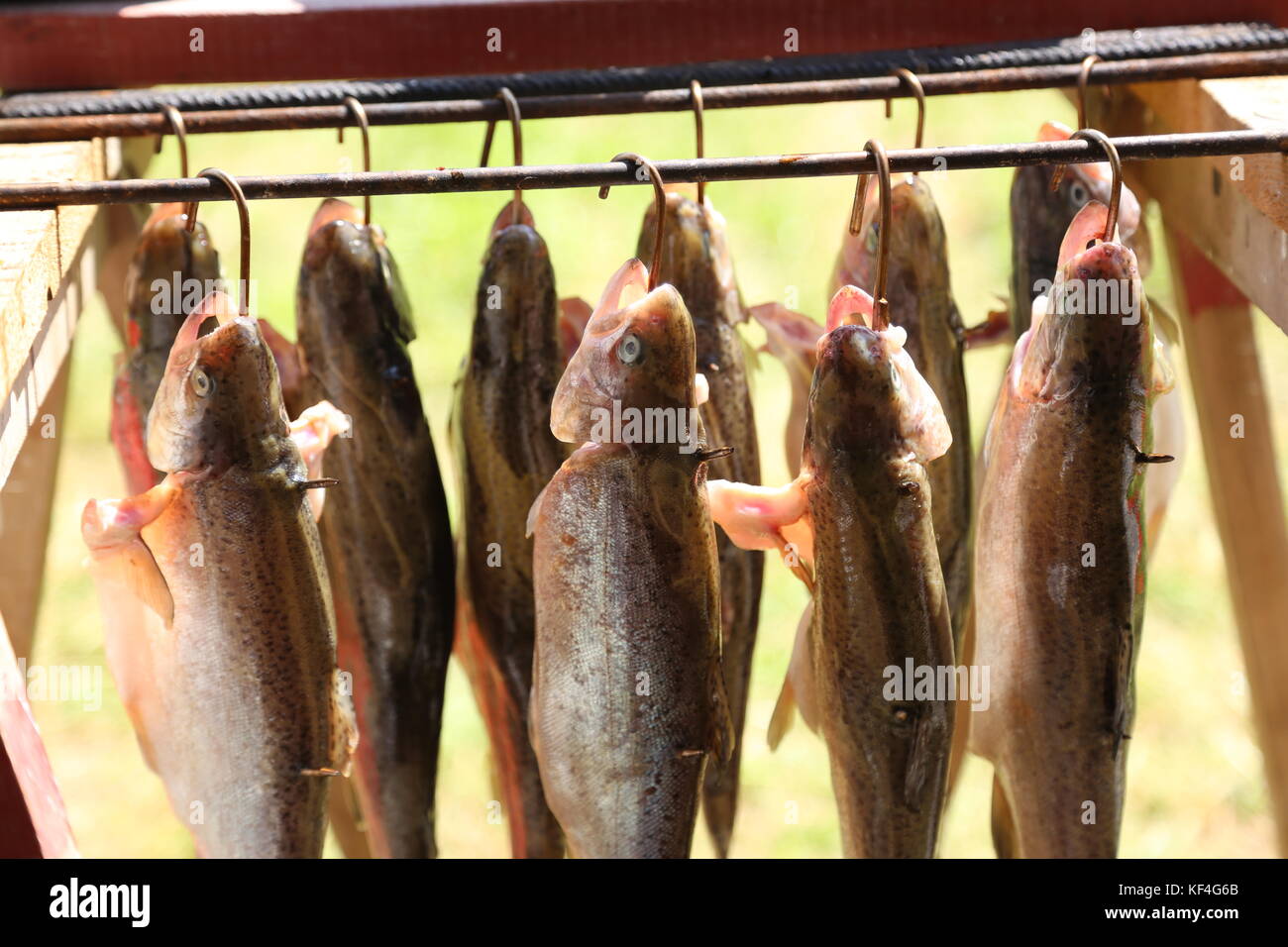 Räuchern von Fisch/der Prozess des Rauchens Fisch Stockfoto