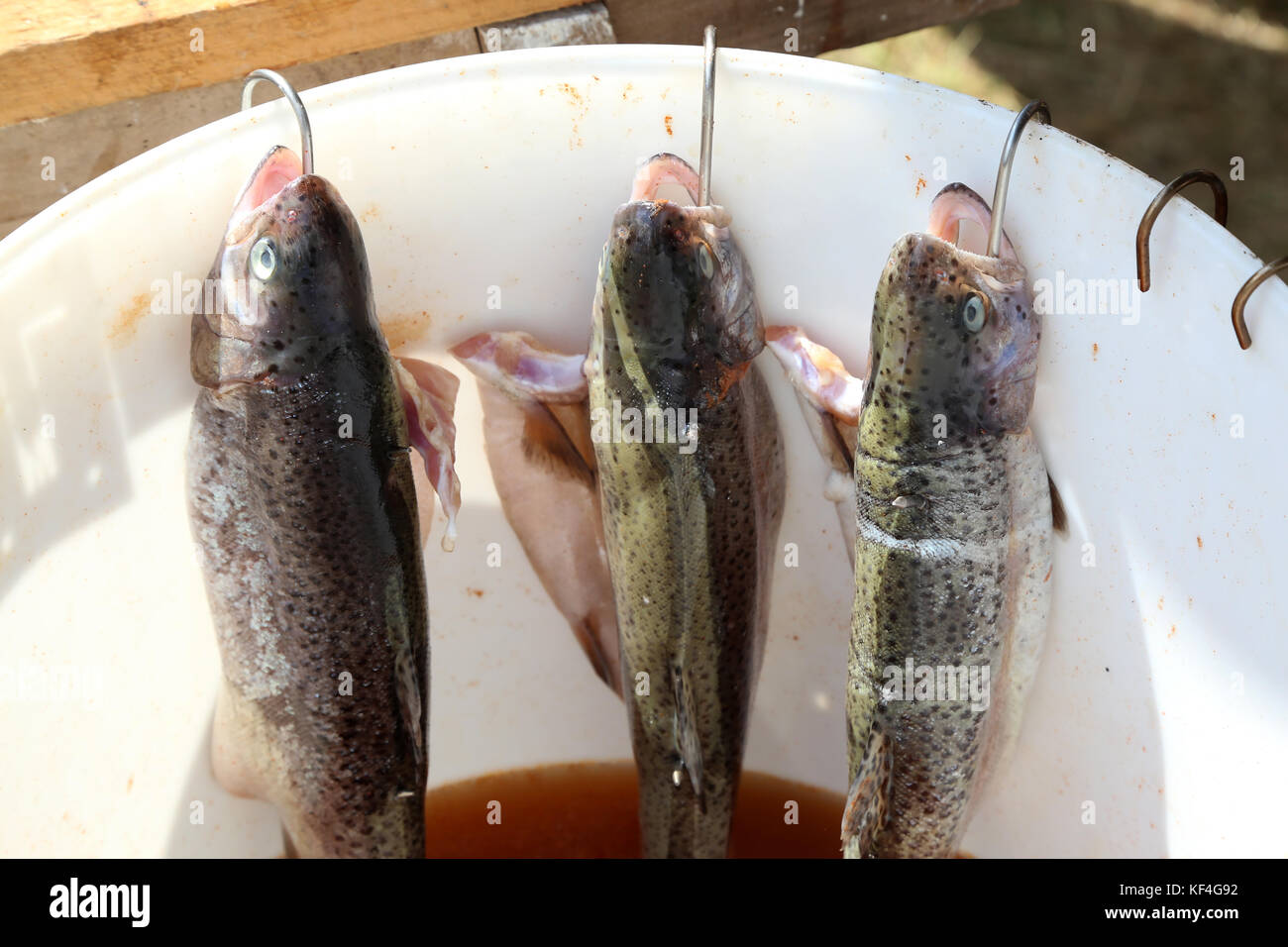 Räuchern von Fisch/der Prozess des Rauchens Fisch Stockfoto