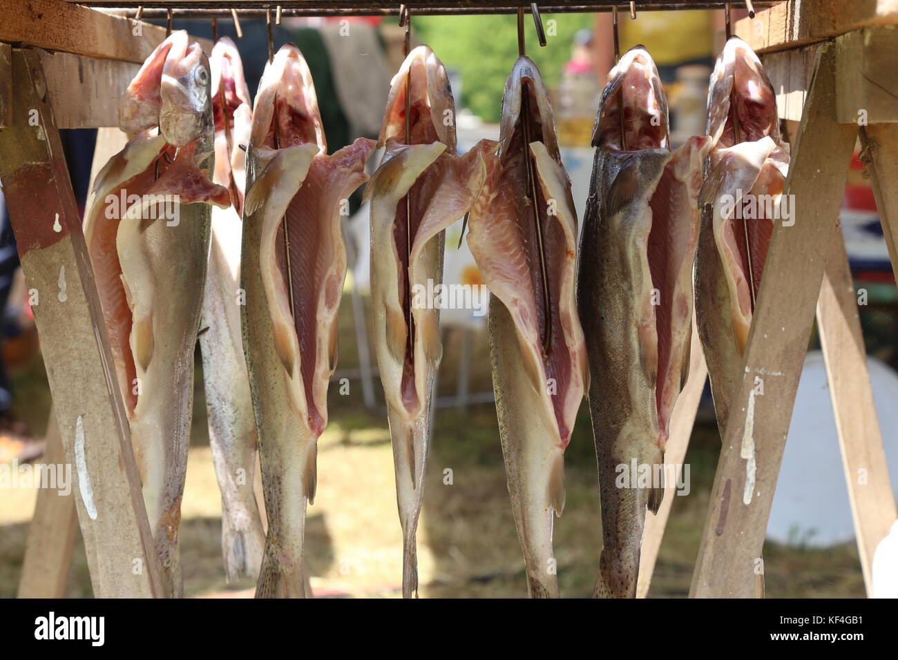 Räuchern von Fisch/der Prozess des Rauchens Fisch Stockfoto