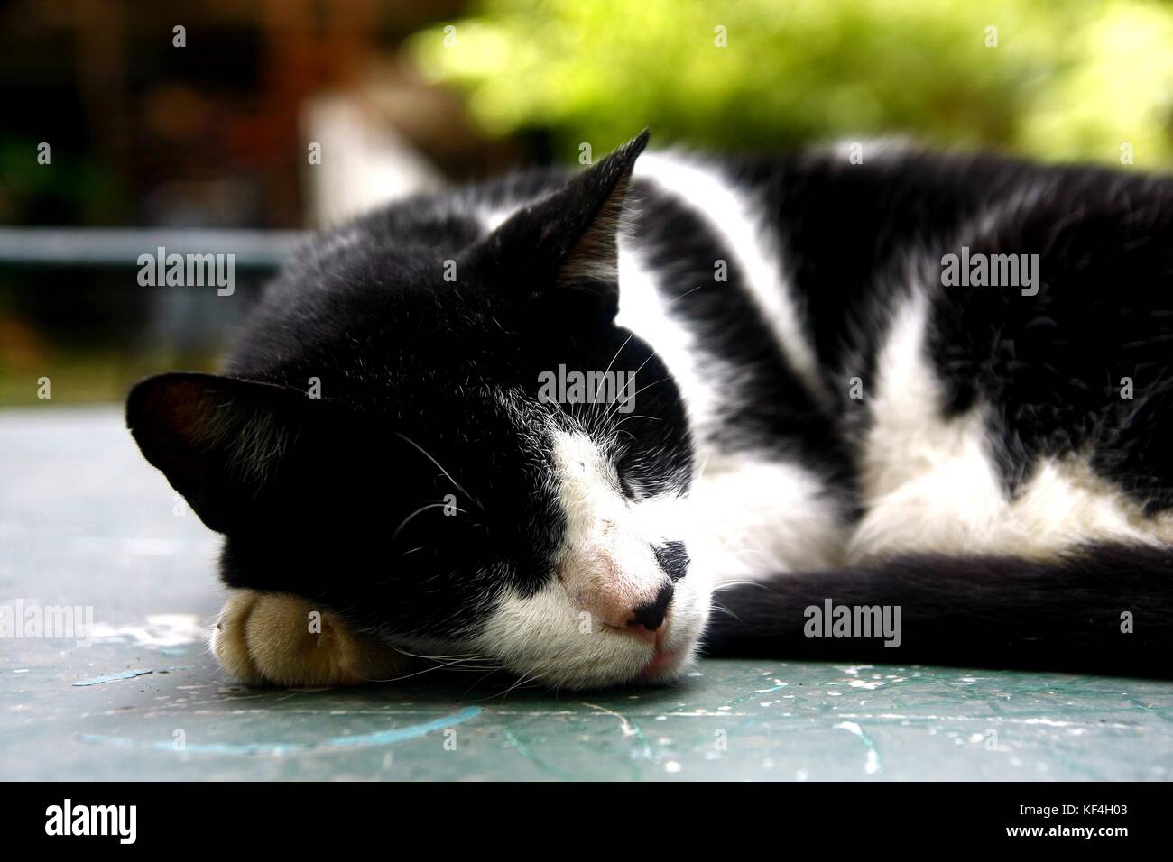 Foto einer schlafenden Katze auf einem Tisch Stockfoto