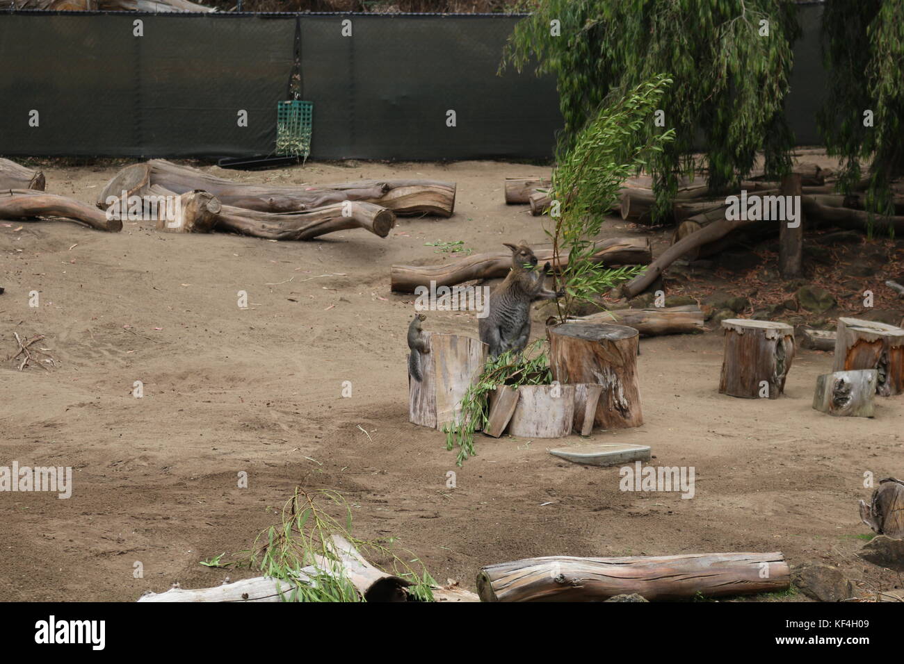 Die Tiere in San Francisco Zoo Stockfoto