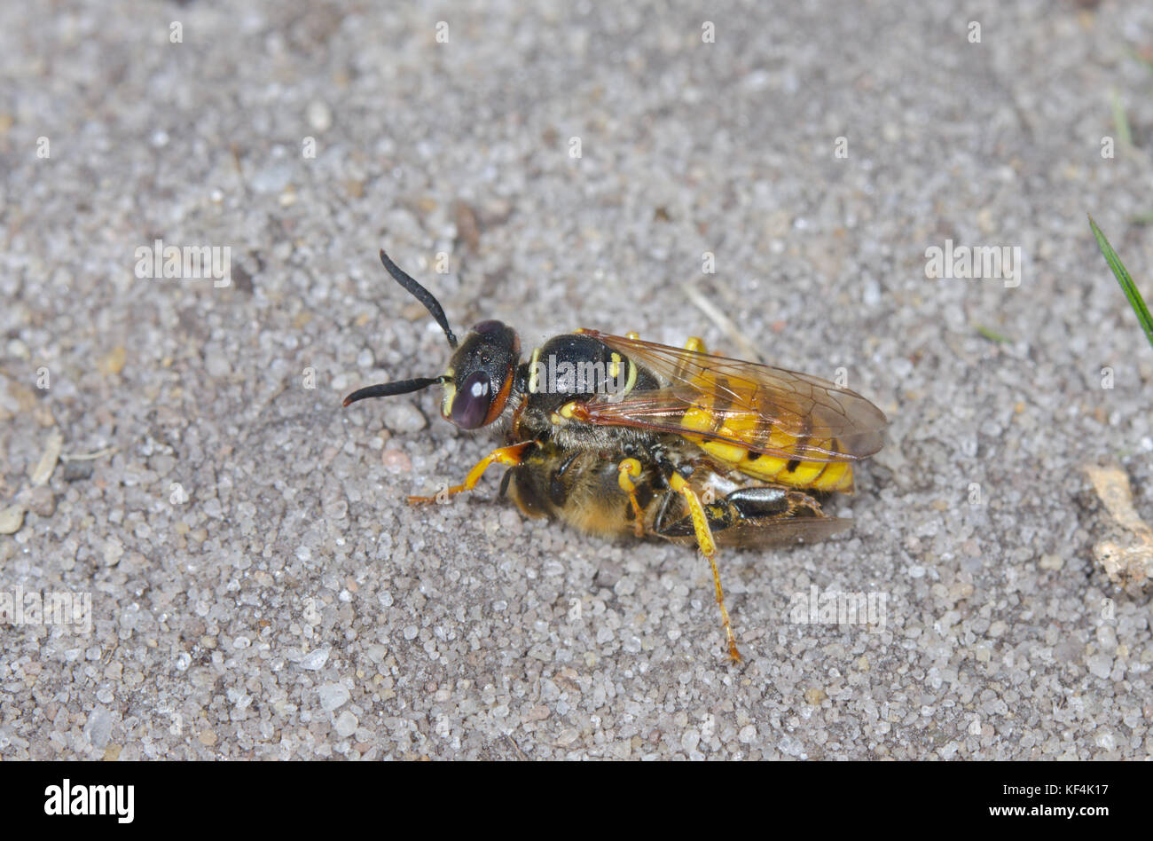 Bee-Killer (Philanthus triangulum) mit erfassten Honey Bee Stockfoto
