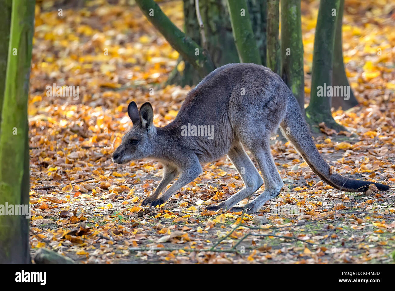 Eastern Grey kangaroo im Durchlauf Stockfoto