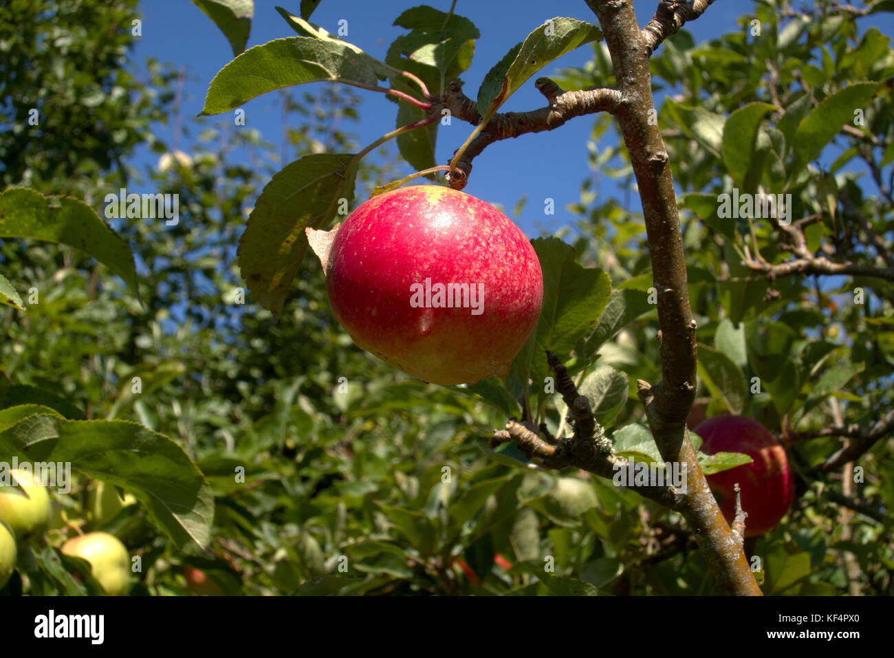 Single red apple wächst an einem Baum in einem britischen Garten Stockfoto