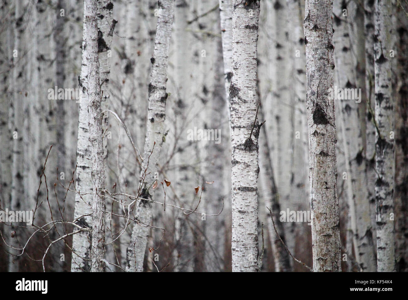 Blick auf eine endlose Birke Wald im Frühling. Stockfoto