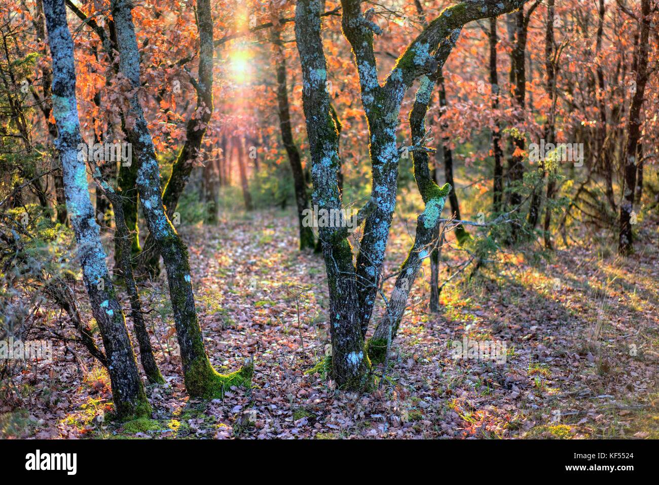 Europa, Frankreich, Royal, Aveyron, rougier camares de, ein Eichenwald im Herbst. Stockfoto
