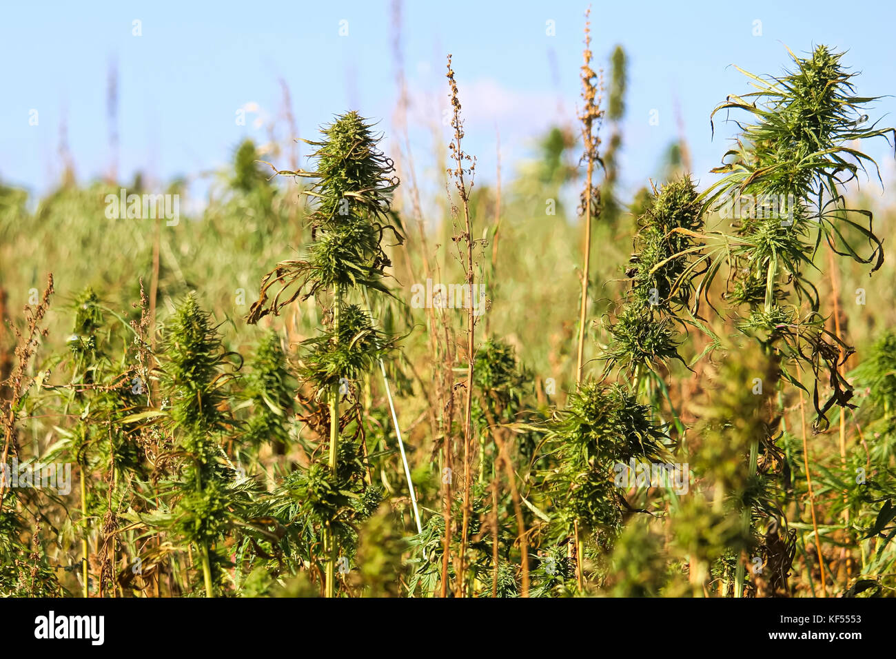 Ein Feld von industriehanf vor blauem Himmel. Stockfoto