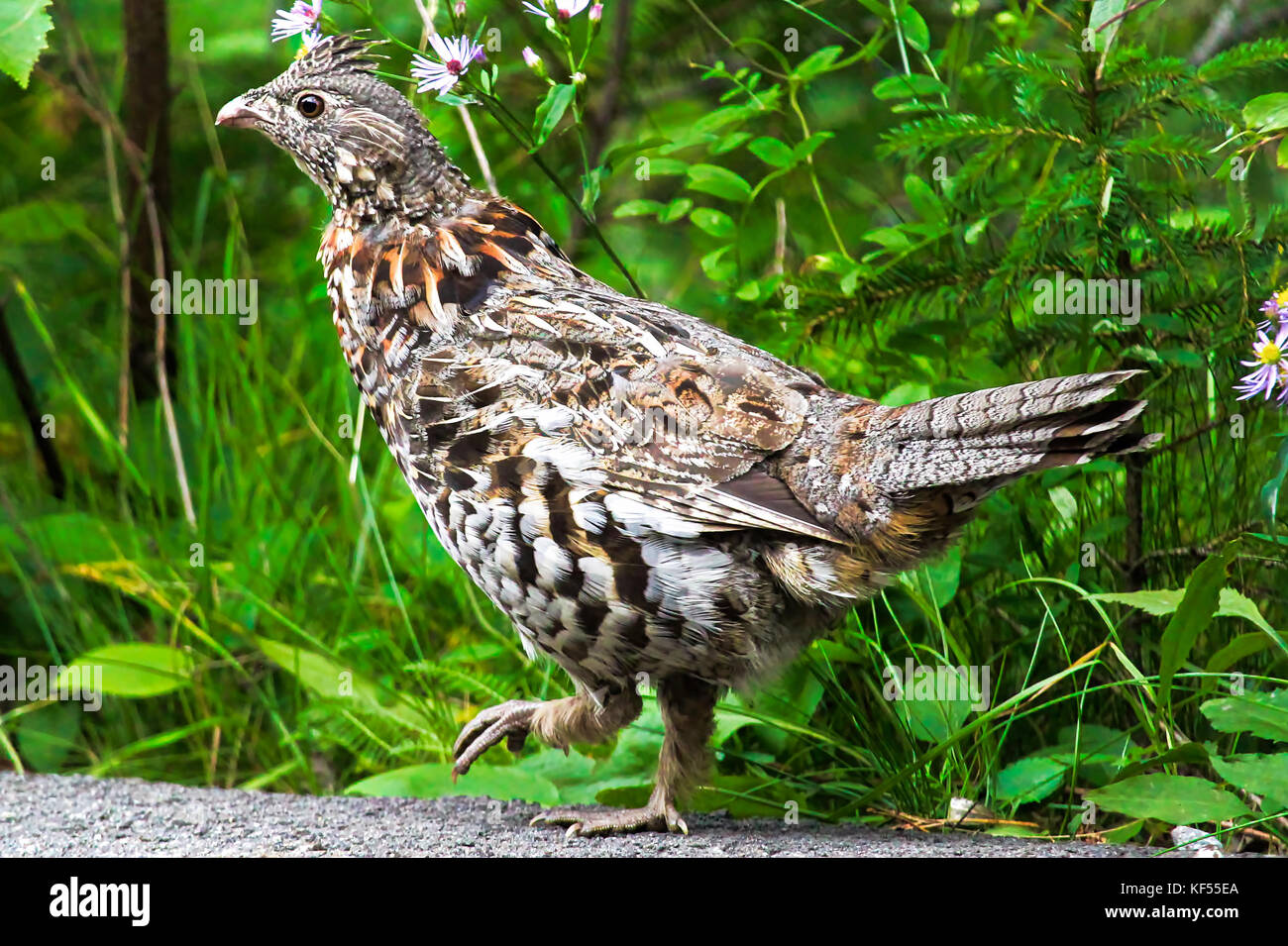Nahaufnahme eines Vari grouse vor einem grünen Hintergrund. Stockfoto